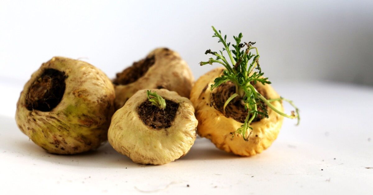 Ilustrační fotografie svalnatého může